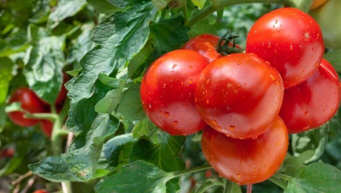 ������, ������� �� ��������: ������ ����� ��� ������ ���� � 2025 ����