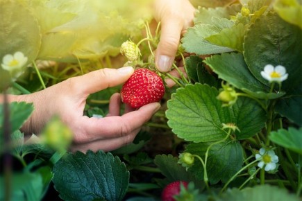 Уход за клубникой весной: советы для достижения отличного урожая