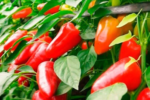 ��� ��������� ��������� ����� ������ ����: ������ � ������������