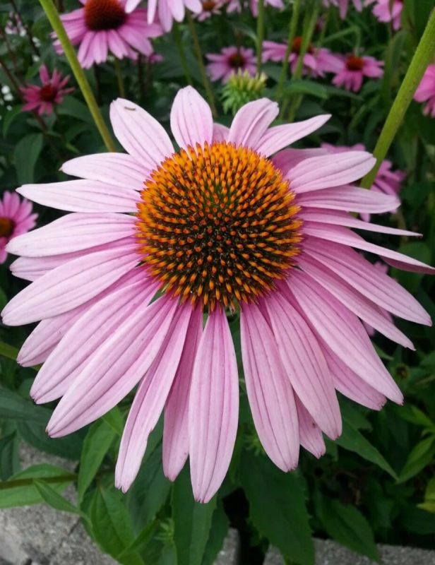 ��������: ��������� ���������� ��� ������ ����