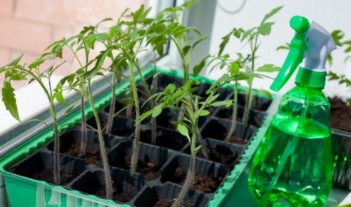 ������ �� ������ �������: ��� �������� �������� � ���� � ����� ��������