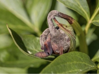 ��� �������� ����� �� ����� �����: ������ � �������