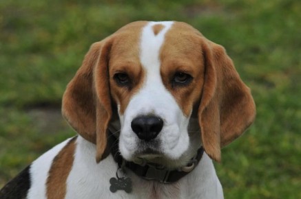 Почему некоторые породы собак не подходят для жизни в квартире