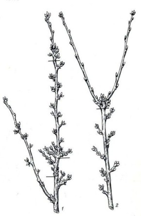 ����������� ������� ������� ��������� ��� ������� ����� ������