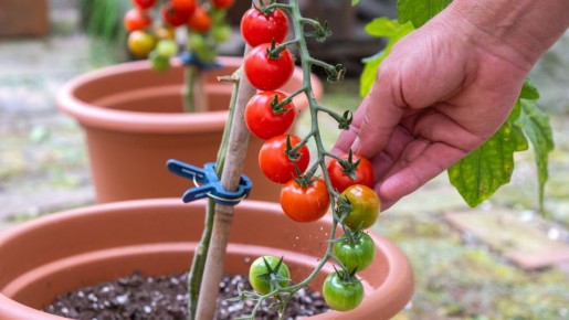 ������ �� �������: ��� ����� ��������� ���� � ������� � �� ��� �������� �������