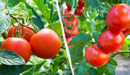 ������� ��������: ��� ������, ������� ����� �������� � ���� ����