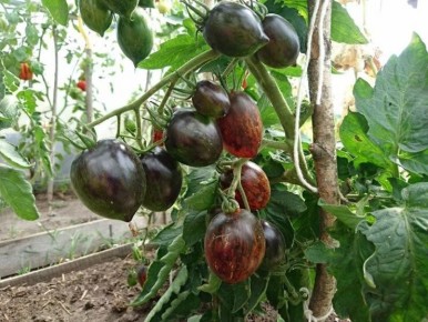 ���������� ������: ��������������� ����� ��� ������ ����