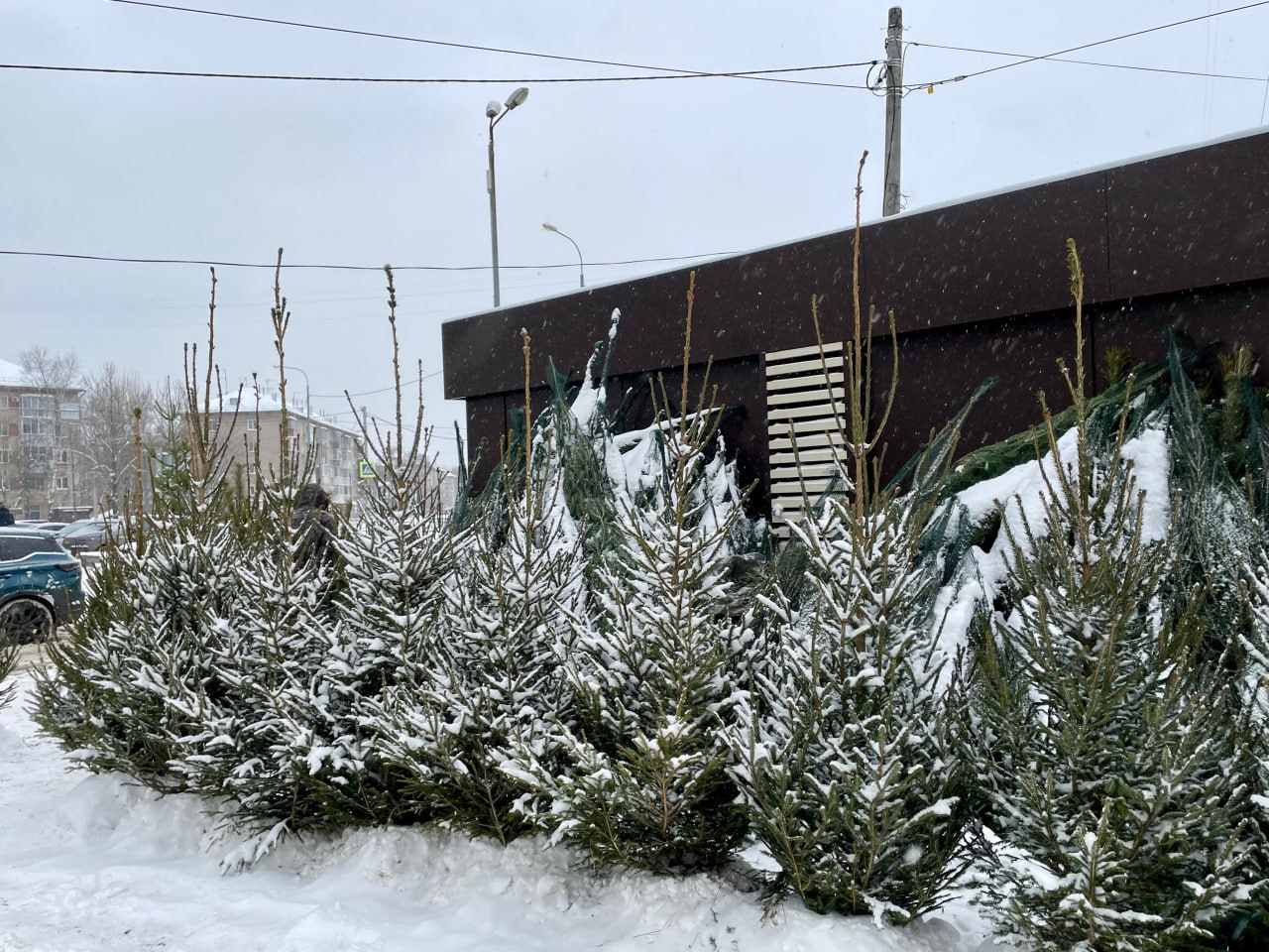 Что делать с елкой? Несите в Сад соловьев!