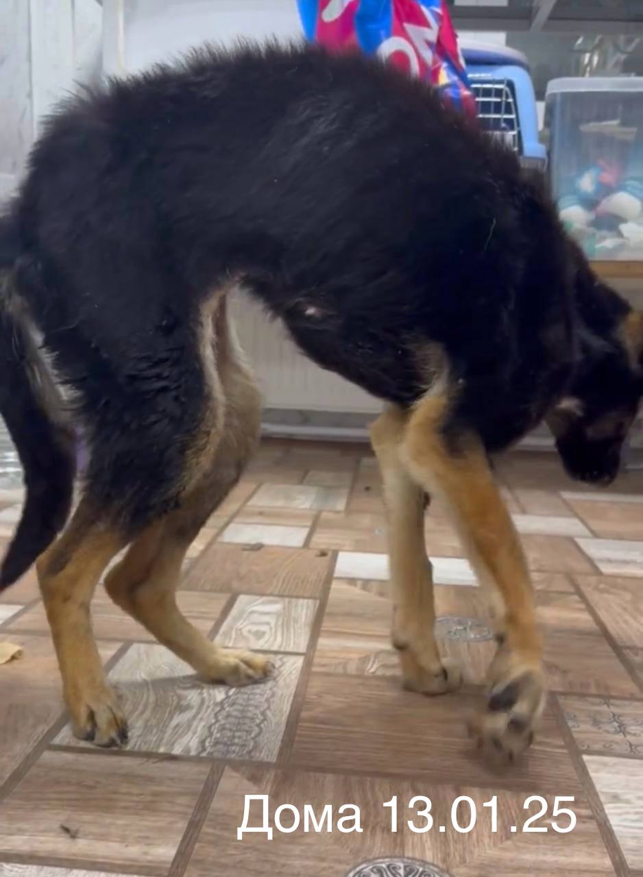 Сегодня погибла самая тяжелая маленькая пациентка врачей, вывезенная из скандального приюта Сегодня погибла самая тяжелая маленькая пациентка врачей, вывезенная из скандального приюта