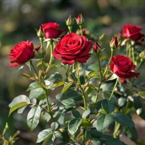 ������ ����� � ��������� ����� ��� ������������ ���