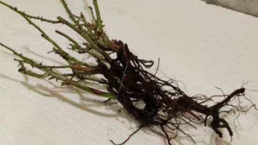 ������ ���: ��� ������ � ������� ������� � ������ �������� ���������