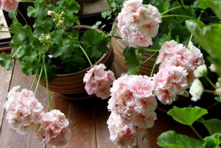 ��� ��������� ������ ����� ����������: ������� �����