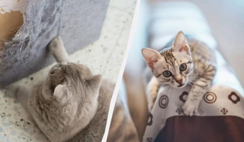 ��� ������� ����� ����� ������: ������� � ����������� ������