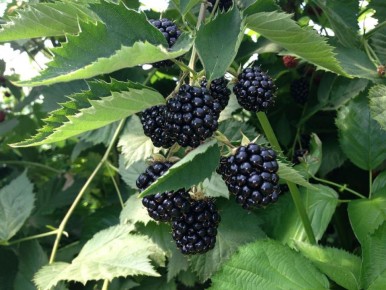 ������ ���� ��� ������������� ������: ���������� ����� ������� ��� �����