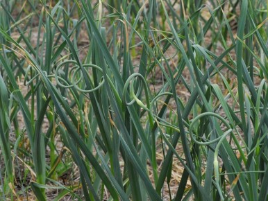 ��� ��������� ������� ������: ������� ����� � ����