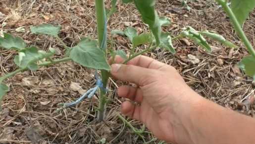 ������� �������� ����� �� ����������: ��� ����������� ������� ����� �������� ������