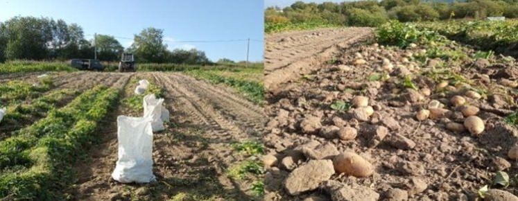 Заполярный картофель не теряет популярности