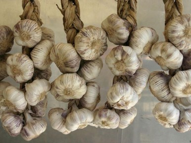 Чеснок в борьбе с вредителями: как простой ингредиент защитит ваш урожай