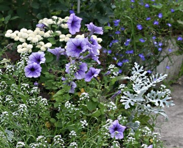 ��� ������� ������� ��������� ����������� � �������� ������