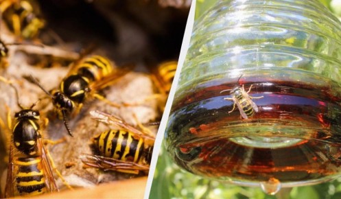 ��� ���������� �� �� �� �������: 5 ������� �������