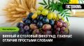 Как выбрать идеальный виноград для вина и стола