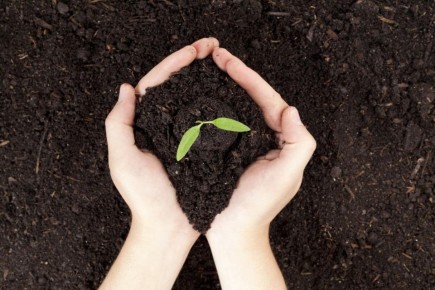 Альтернативные удобрения: что использовать вместо навоза