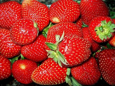 Простая подкормка для клубники: секреты успешного урожая