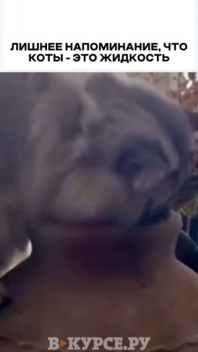 Вечернее веселое на «В курсе.ру»