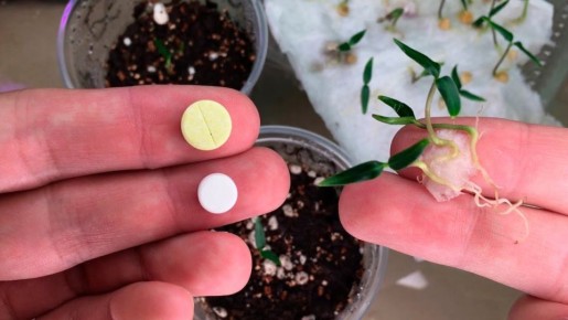 ����������� �����: ��������� ������ ��� �������� ������ ����