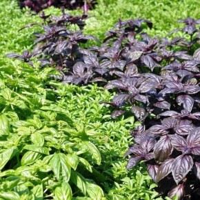 ����������� �������� �� �����������: ������� ������� ��� ������� �������