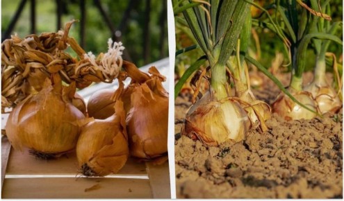 ��������� ������ ����: ��� ��������� ����� ����� ������� �������