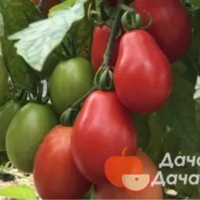 Томат Сольный номер: спокойный обзор универсального урожая и удобства хранения