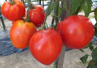 ����� ����?����: ��� ��������� �������� � ���������� ������ �� ���� �������