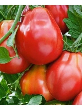 ����� ������� ��������������: ��������� ������ �� ���������� ����� � ����