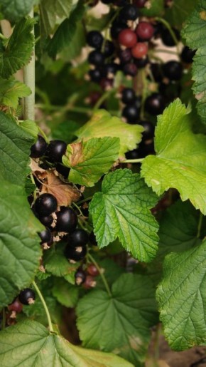 Летний уход за чёрной смородиной: секреты успеха