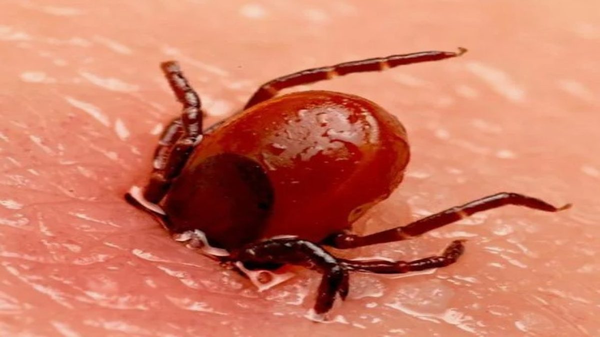 Как безопасно извлечь клеща: советы и рекомендации для любителей природы