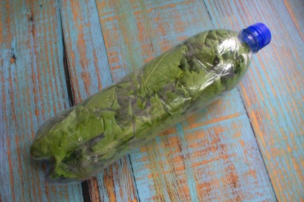 Как правильно заготовить виноградные листья на зиму: простые способы