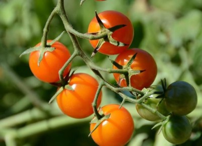 ��� ��������� ������� �������� �����: ������� � ������