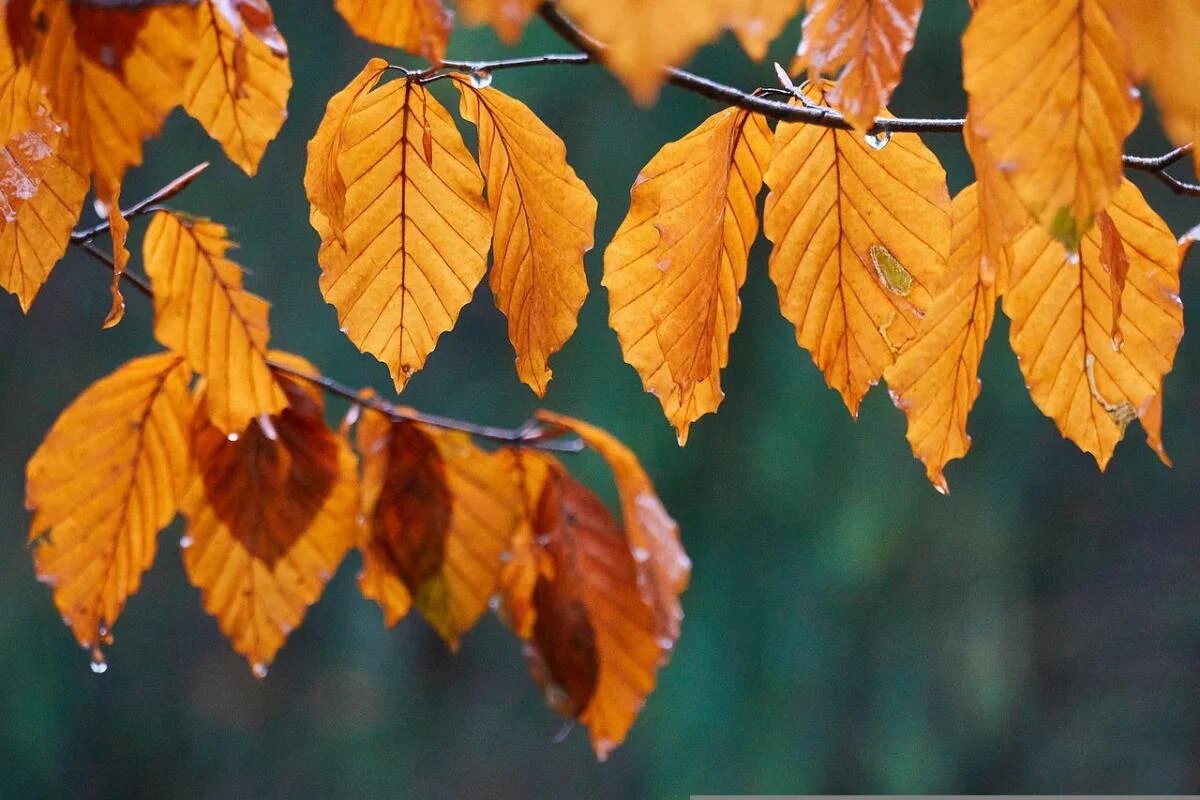 15 сентября: народные традиции и приметы в день Маманта