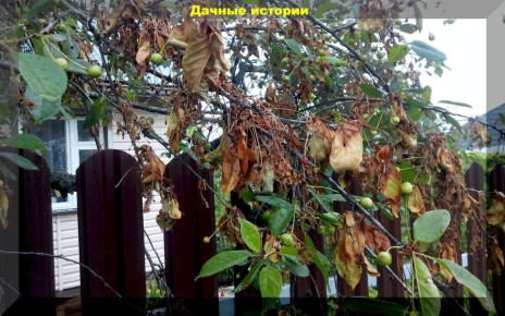 Как защитить вишню от монилиоза и вишневой мухи: полезные советы для садоводов