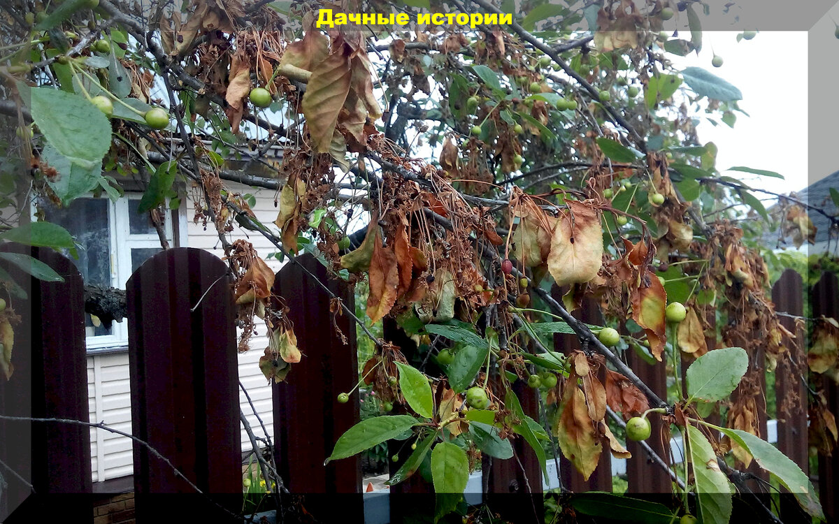 Как защитить вишню от монилиоза и вишневой мухи: полезные советы для садоводов