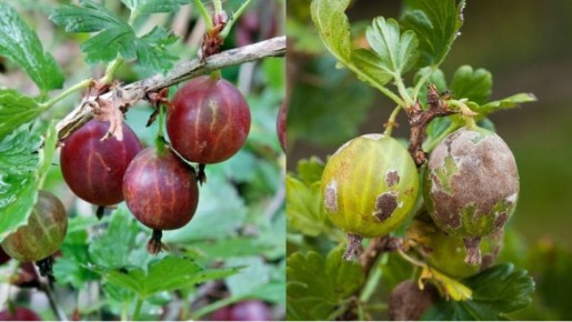 ����������� ������� ��������� ����������: ������� ������ � ����������� ������