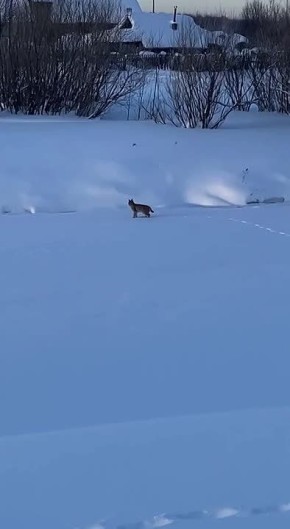 ����� �������� ����� ������ �������� � �����