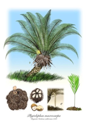 Тагуа: как пальма помогает спасти слонов от исчезновения