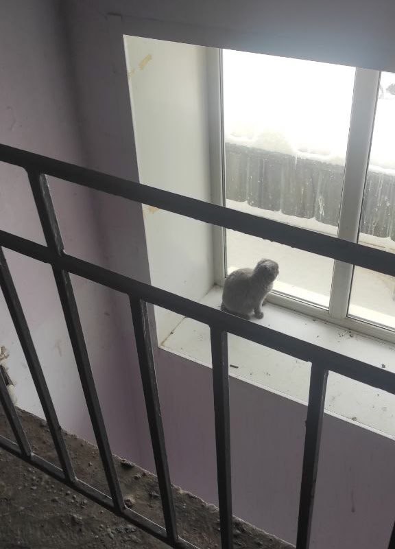 «Кот, который гулял сам по себе»