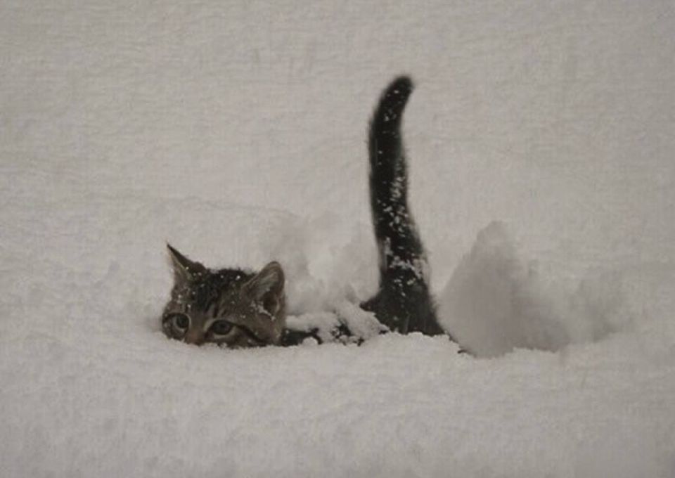 ������� ������� �������� ����� ������� ��������