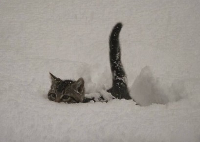 ������� ������� �������� ����� ������� ��������