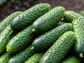 Сорт огурцов "Амур F1": урожай за 37 - 40 дней