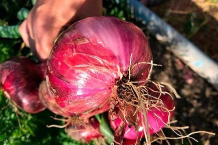 ��� ��������� ��� �������� ������: ������� ������� � �����