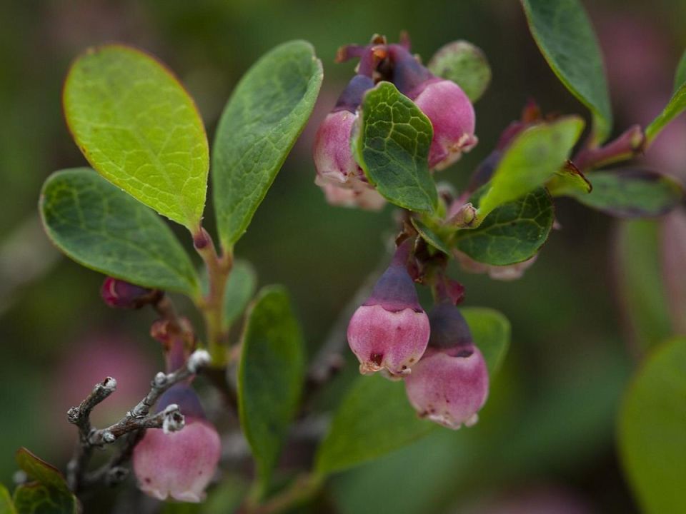 ��� ������� ��������� ������� ��� ��������: ������ �� ��������� �����